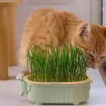 Soilless Cat Grass Growing Kit