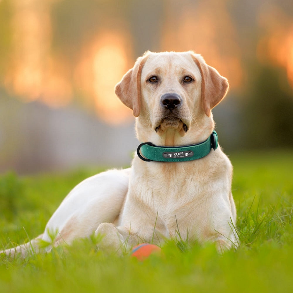 Soft Leather Personalised Dog Collar