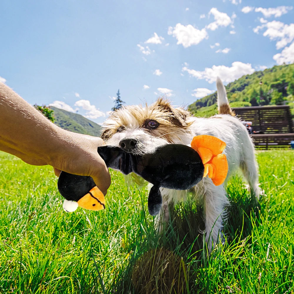 Screaming Chicken Sound Toy for Dog