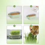 Soilless Cat Grass Growing Kit