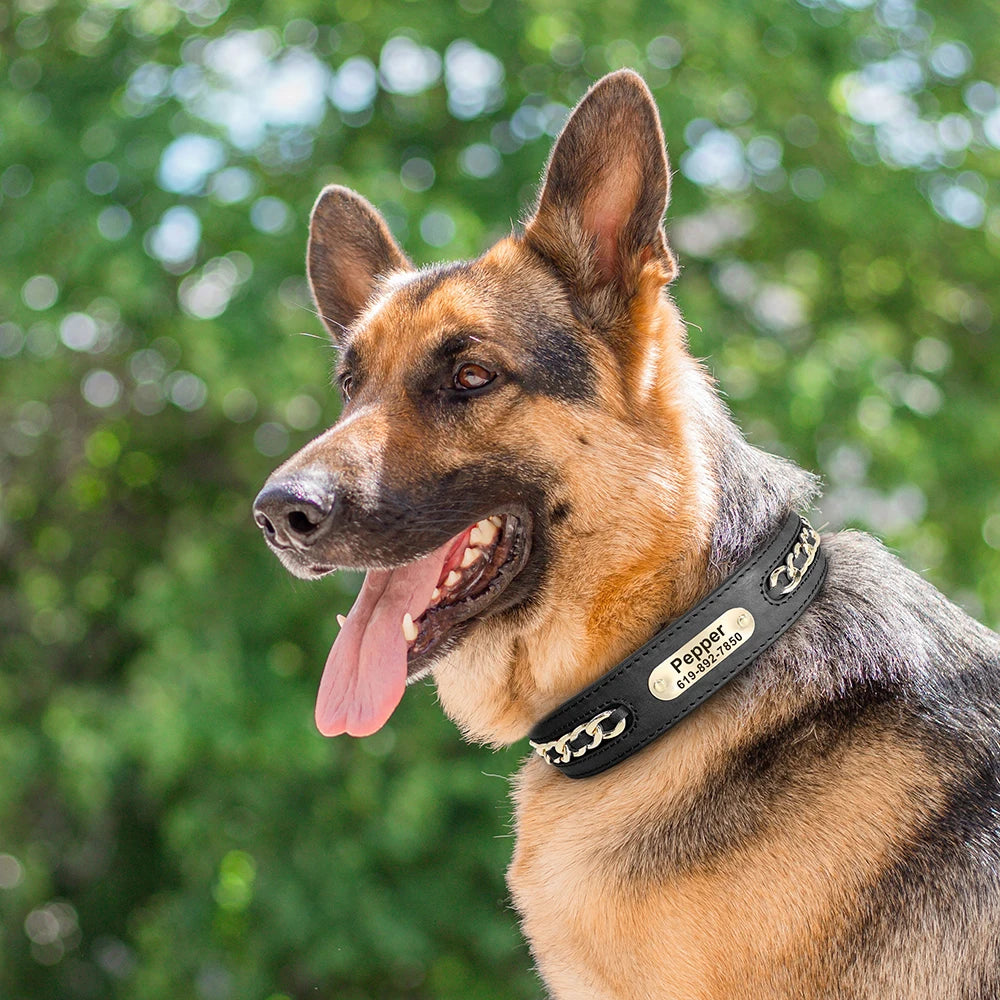 Custom Leather Dog Collar