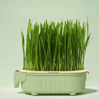 Soilless Cat Grass Growing Kit