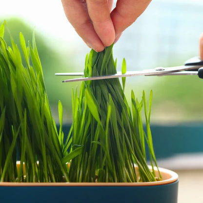 Hydroponic Catnip Growing Kit