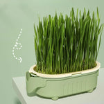 Soilless Cat Grass Growing Kit
